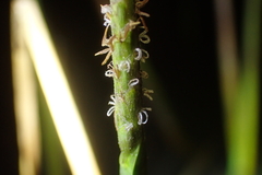 Eleocharis acutangula