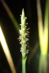 Eleocharis acutangula