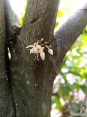 Theobroma cacao