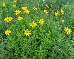 Coreopsis pubescens