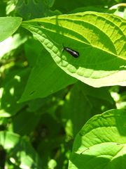 Mystacides sepulchralis