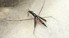 Cylindrostethus