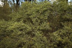 Acacia ixiophylla