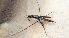 Cylindrostethus