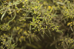 Acacia ixiophylla