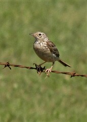 Anthus hellmayri