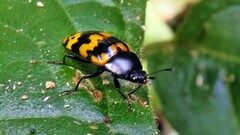 Iphiclus abdominalis