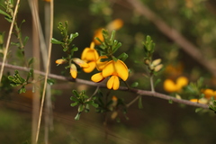 Pultenaea microphylla