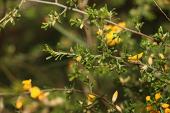 Pultenaea microphylla