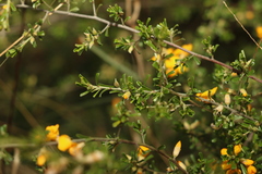 Pultenaea microphylla