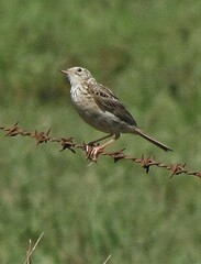 Anthus hellmayri