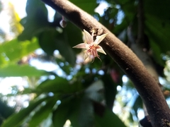 Theobroma cacao