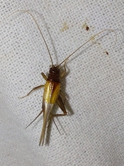 Stenonemobius bicolor