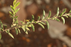 Daviesia filipes