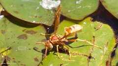 Polistes aurifer