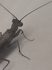 Perlamantis alliberti