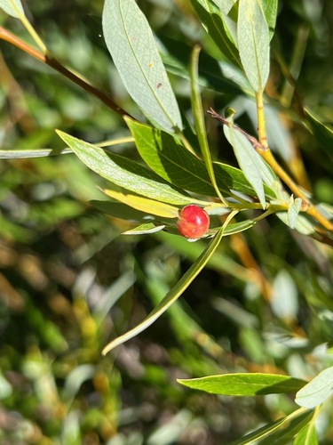 iNaturalist observation photo of Willow Apple Gall Sawfly