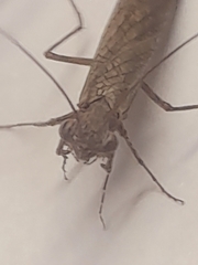 Perlamantis alliberti