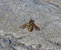 Chrysotoxum intermedium