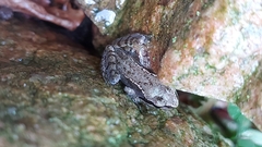 Rana temporaria