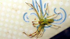Lyssomanes tristis
