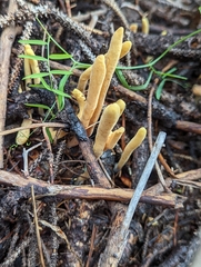 Clavariadelphus sachalinensis