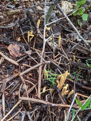 Clavariadelphus sachalinensis