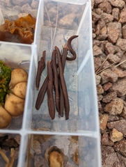 Clavariadelphus sachalinensis