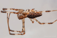 Nephilingis cruentata