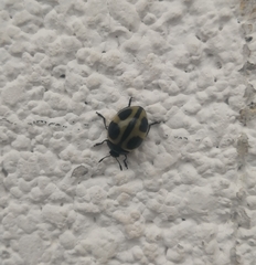 Aegithus quadrinotatus