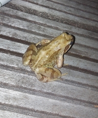 Rana temporaria