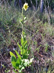 Silphium glutinosum