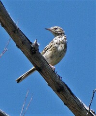 Anthus hellmayri