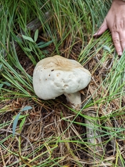 Agaricus didymus