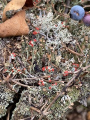 Cladonia borealis