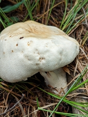 Agaricus didymus