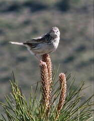 Anthus hellmayri