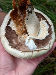 Agaricus didymus