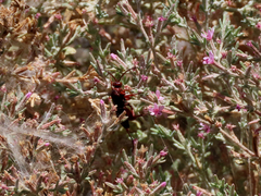 Tachypompilus unicolor