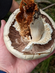 Agaricus didymus