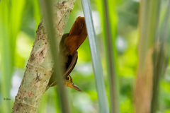 Automolus ochrolaemus