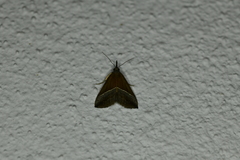 Hypena lividalis