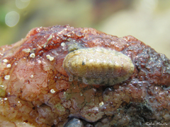 Ischnochiton striolatus