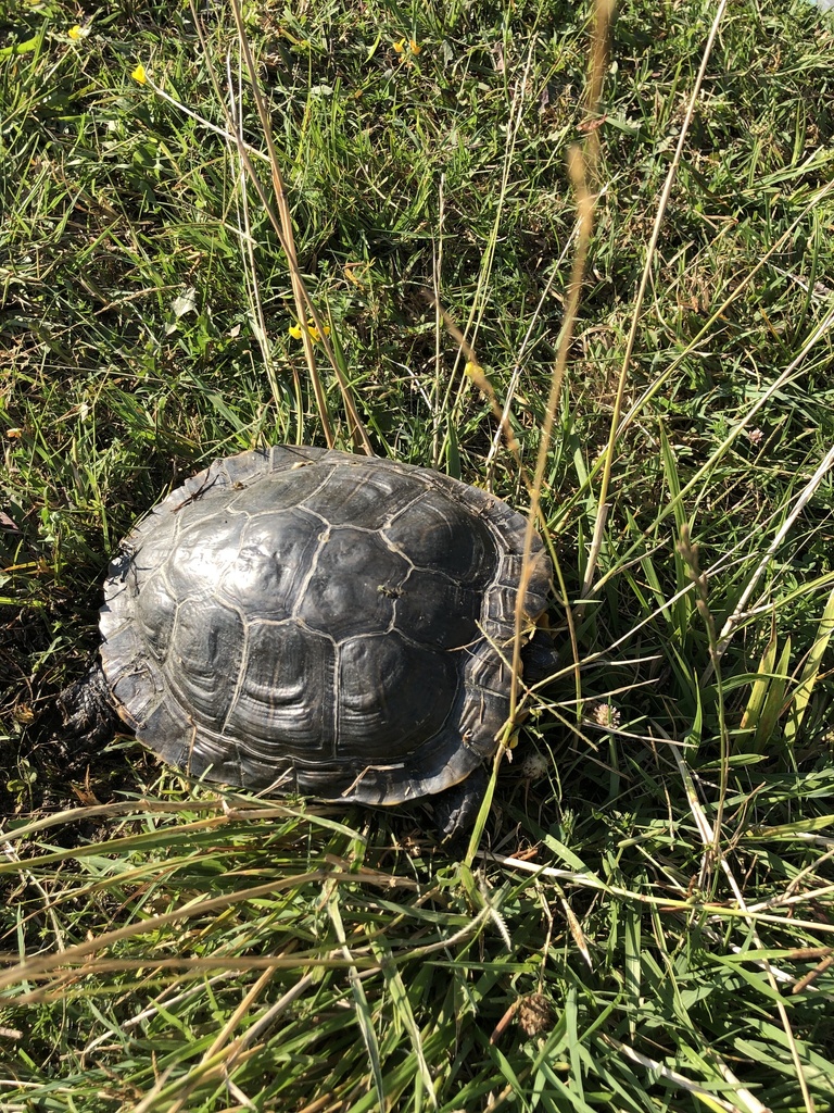 Pond Slider from Майский район, Кабардино-Балкария, RU on July 25, 2022 ...