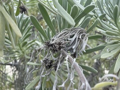 Tournefortia gnaphalodes