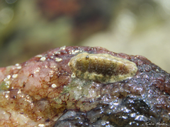 Ischnochiton striolatus