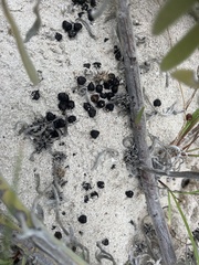 Tournefortia gnaphalodes