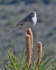 Anthus hellmayri