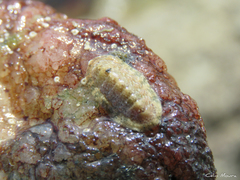 Ischnochiton striolatus