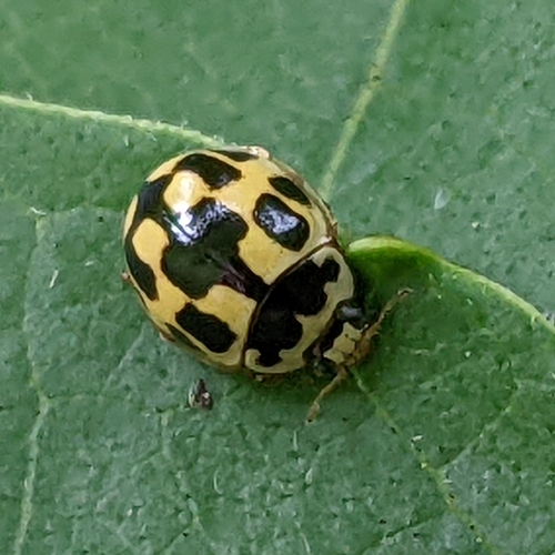 Fourteen-spotted Lady Beetle photographed in West Virginia